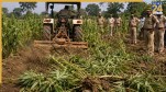 Crackdown on cannabis in Dhule, cannabis destroyed in Shirpur, Maharashtra Police raid, illegal cannabis cultivation, Shirpur cannabis raid
