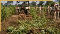 Crackdown on cannabis in Dhule, cannabis destroyed in Shirpur, Maharashtra Police raid, illegal cannabis cultivation, Shirpur cannabis raid