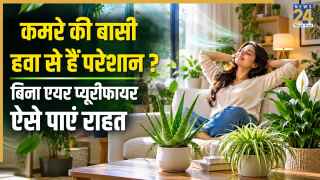 कमरे में घुटन और बासी हवा से परेशान हैं? NASA द्वारा अप्रूव्ड ये पौधे बिना बिजली के घर को बनाएंगे नेचुरल प्यूरीफायर