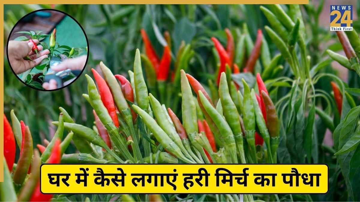 Green Chilly Plant