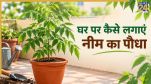 How To Grow Neem Plant