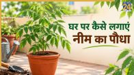How To Grow Neem Plant