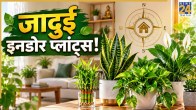 Indoor-Plant-Vastu