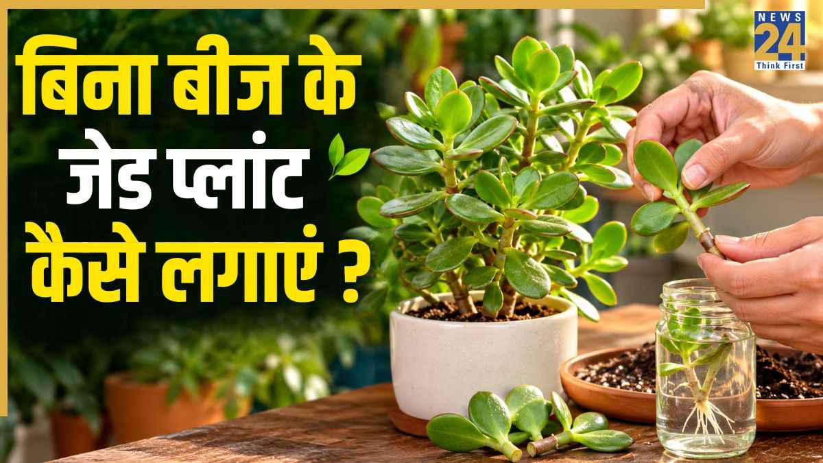 पौधे की पत्ती से कैसे उगाएं नया जेड प्लांट? यहां जानिए बिना बीज के लगाने का आसान तरीका