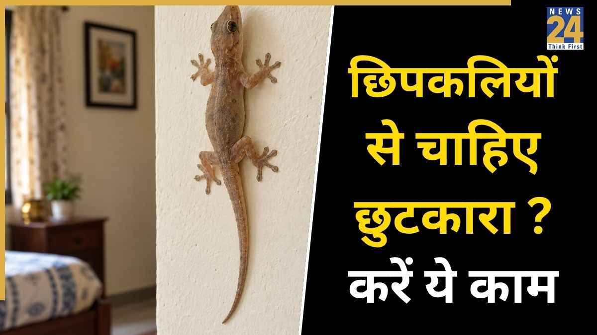बिना मारे बालकनी से गायब हो जाएंगी सारी छिपकलियां, बस आजमाएं ये 3 आसान और असरदार देसी हैक्स