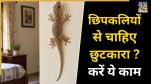Lizard