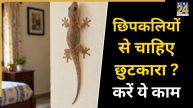 Lizard