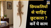 Lizard