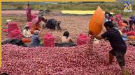 Onion Stock | Government Warehouse | Maharashtra