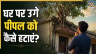 Peepal-Tree-Removal