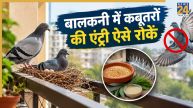 Pigeons Home Remedies