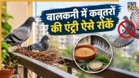 Pigeons Home Remedies