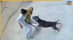 Pitbull Attack | Stray Dog | Sonipat Haryana