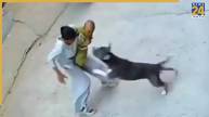 Pitbull Attack | Stray Dog | Sonipat Haryana