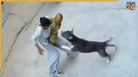 Pitbull Attack | Stray Dog | Sonipat Haryana