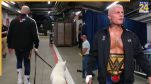 cody rhodes wwe