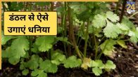 How To Grow Coriander