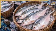 hilsa fish