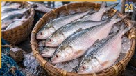 hilsa fish