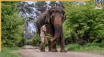 elephant madhuri