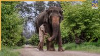elephant madhuri