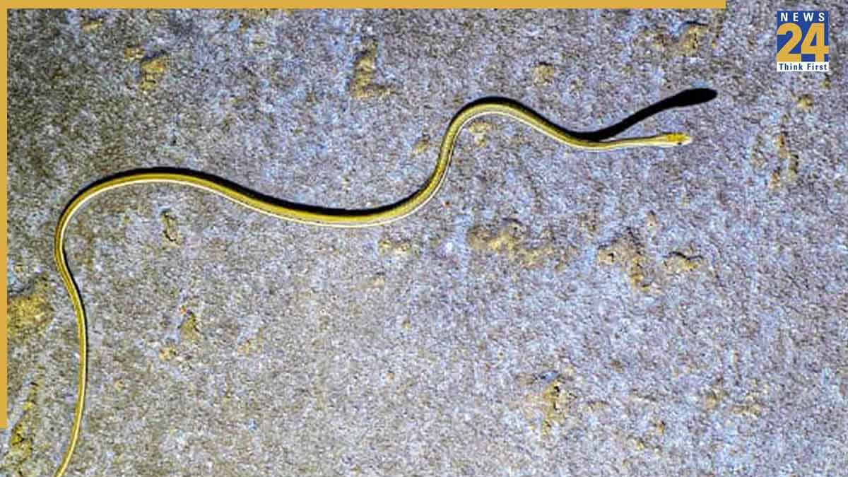 150 साल बाद गुजरात के कच्छ में दिखा ये दुर्लभ सांप, वन विभाग और विशेषज्ञ भी हुए हैरान