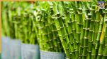 National Bamboo Mission 2026