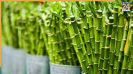National Bamboo Mission 2026