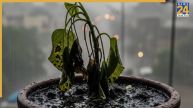 Overwatered Plants Dry Hacks