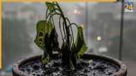 Overwatered Plants Dry Hacks