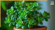 Jade Plant Caring Tips