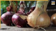 Sprouting Onion