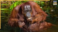 orangutanths