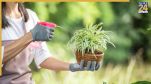 plant can grow faster with low maintenance