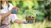 plant can grow faster with low maintenance
