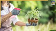 plant can grow faster with low maintenance