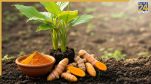 Turmeric Plant