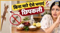 how to get rid of lizards at home