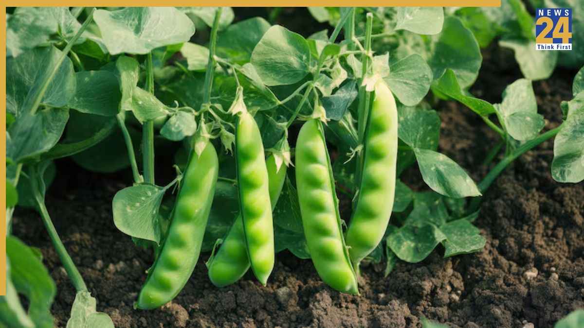 Gardening Tips: अक्टूबर के महीने में लगाएं मटर के बीज, सर्दियों में पौधे पर मिलेगी भरपूर फसल  