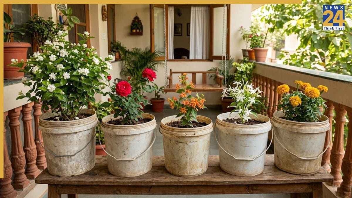 Old Bucket Plant