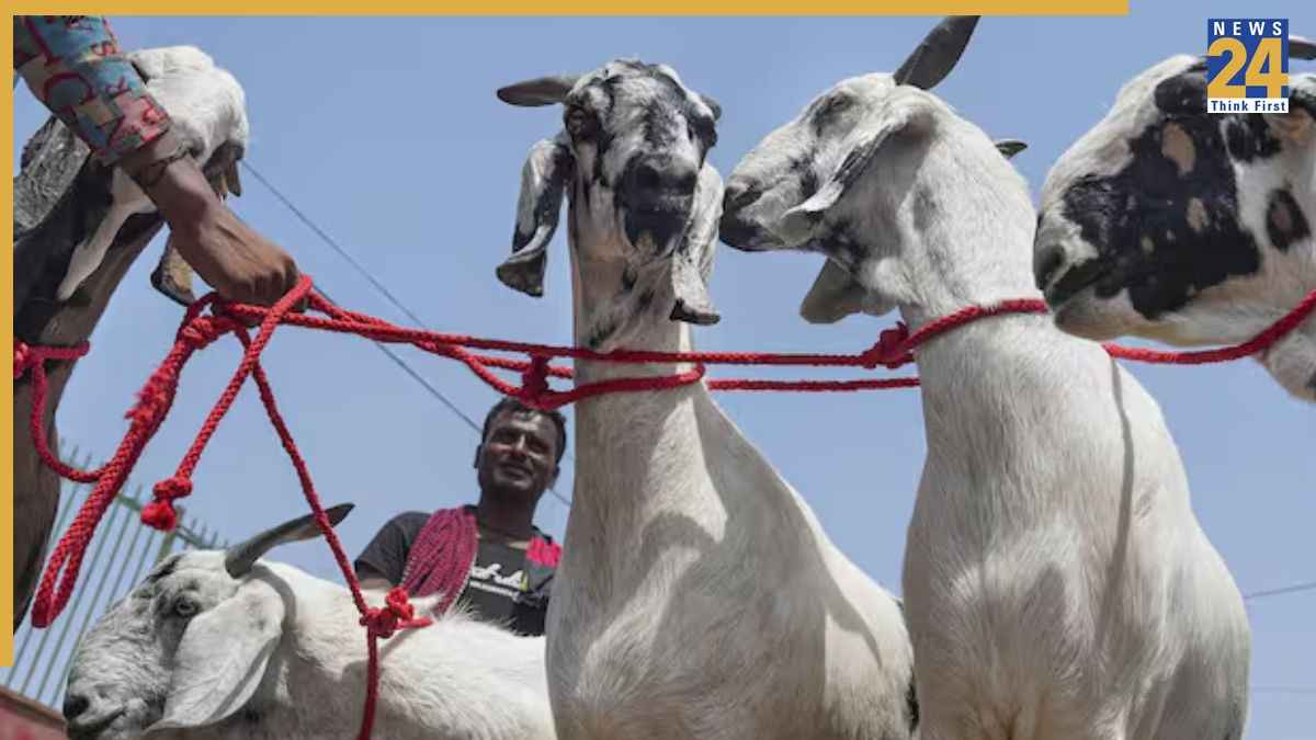 Goat PTI