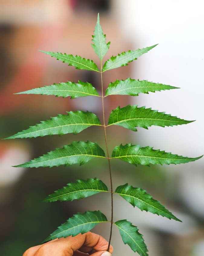 नीम की पत्तियों का इस्तेमाल