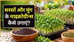 घर पर सिर्फ 7 दिन में उगाएं सरसों और मूंग के माइक्रोग्रीन्स, यहां जानिए