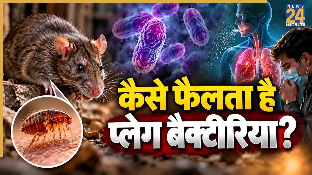 प्लेग बीमारी क्या है और कैसे फैलती है? जानिए इसके लक्षण, क्या है बचाव का तरीका
