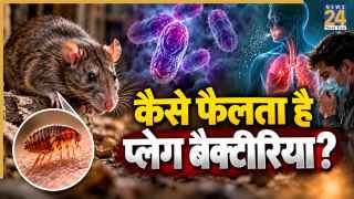 प्लेग बीमारी क्या है और कैसे फैलती है? जानिए इसके लक्षण, क्या हैं तरीके