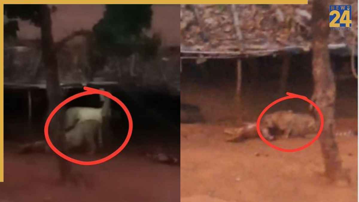 MP Sheopur Cheetah Case