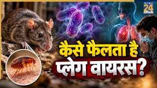 प्लेग बीमारी क्या है और कैसे फैलती है? जानिए इसके लक्षण, क्या हैं तरीके