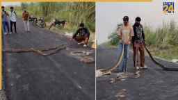 विशाल अजगर के साथ कर रहे थे खतरनाक स्टंट, VIDEO वायरल; अब ढूंढ़ रही पुलिस