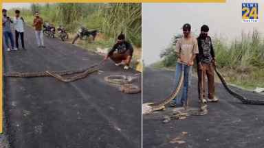 विशाल अजगर के साथ कर रहे थे खतरनाक स्टंट, VIDEO वायरल; अब ढूंढ़ रही पुलिस