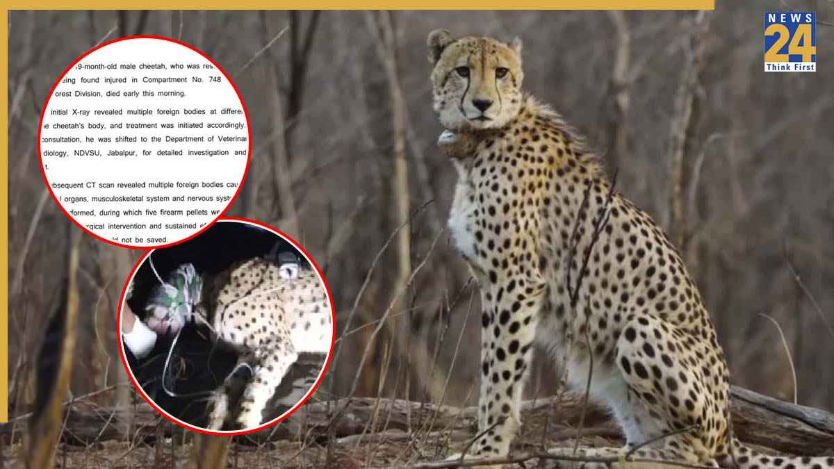 Kuno National Park, Cheetah Cub Death, Cheetah Nirva Cub, Madhya Pradesh Forest Department, Project Cheetah